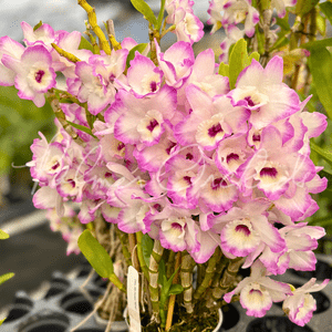 Den. My Sweet 'Wink' — Palmer Orchids